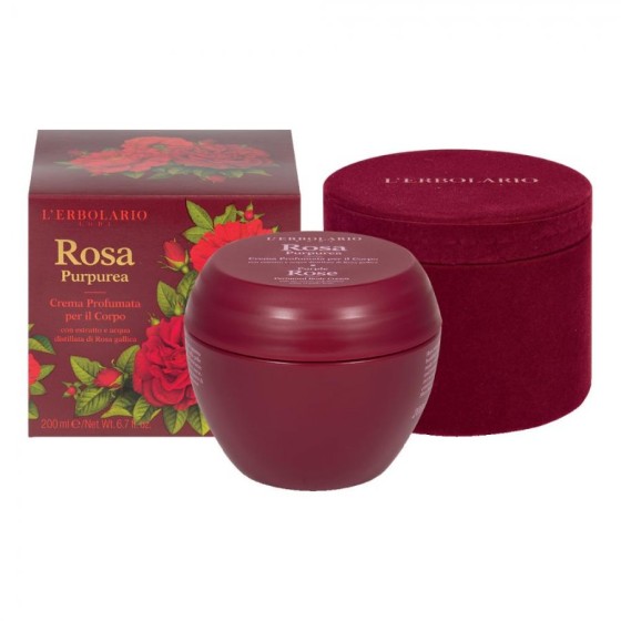 Rosa Purpurea Crema...