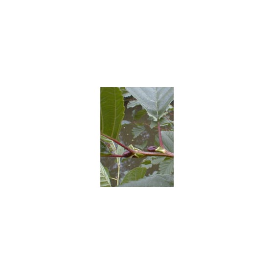 MSA ALNUS GLUTINOSA 50 ML