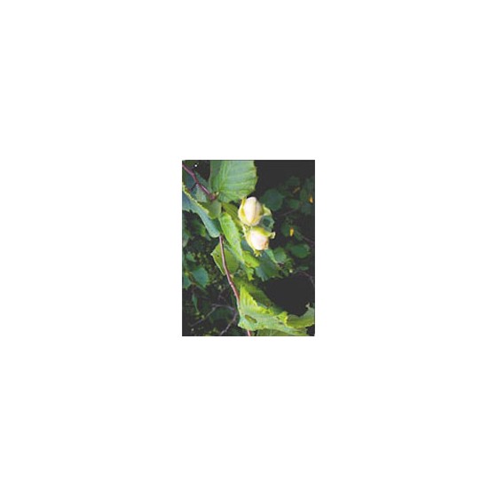 MSA CORYLUS AVELLANA 50 ML