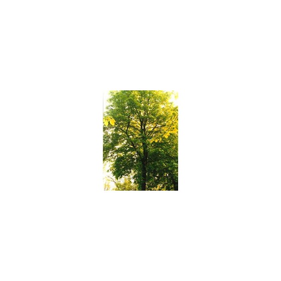 TSA TILIA EUROPEA 50 ML