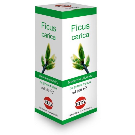 FICUS CARICA MACERATO...