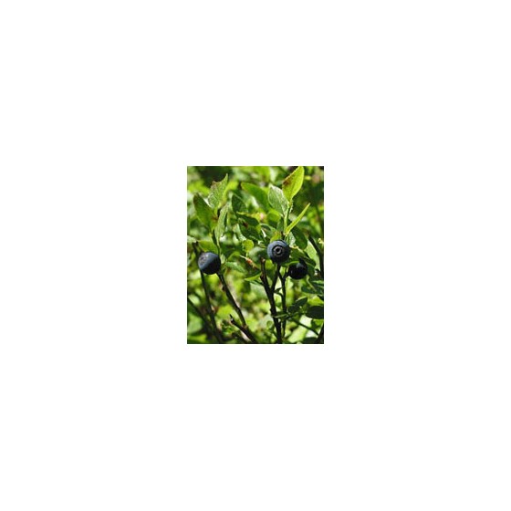 MSA VACCINIUM MYRTIL 50 ML