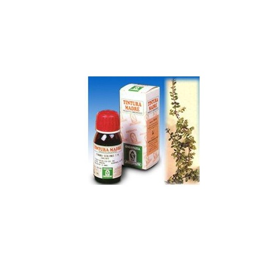 UVA URSINA 30 50ML TM